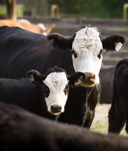 cow